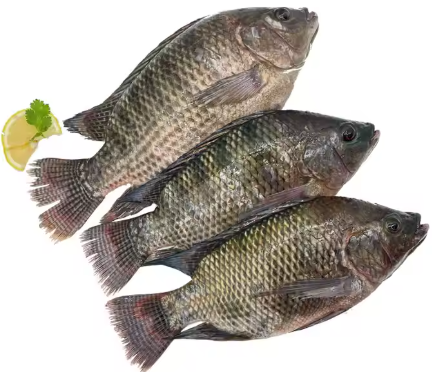 SALE WHOLE TELAPIA 500/800G - 2,5 KG PAC
