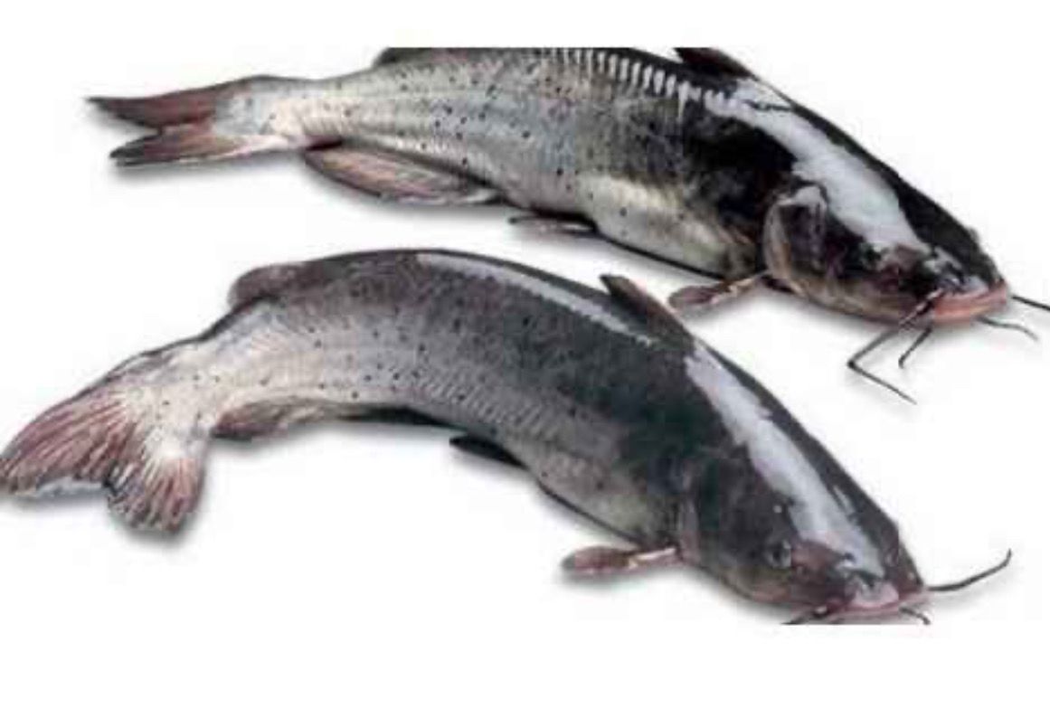 SALE WHOLE MAGUR (CATFISH) - 2 KG PACK