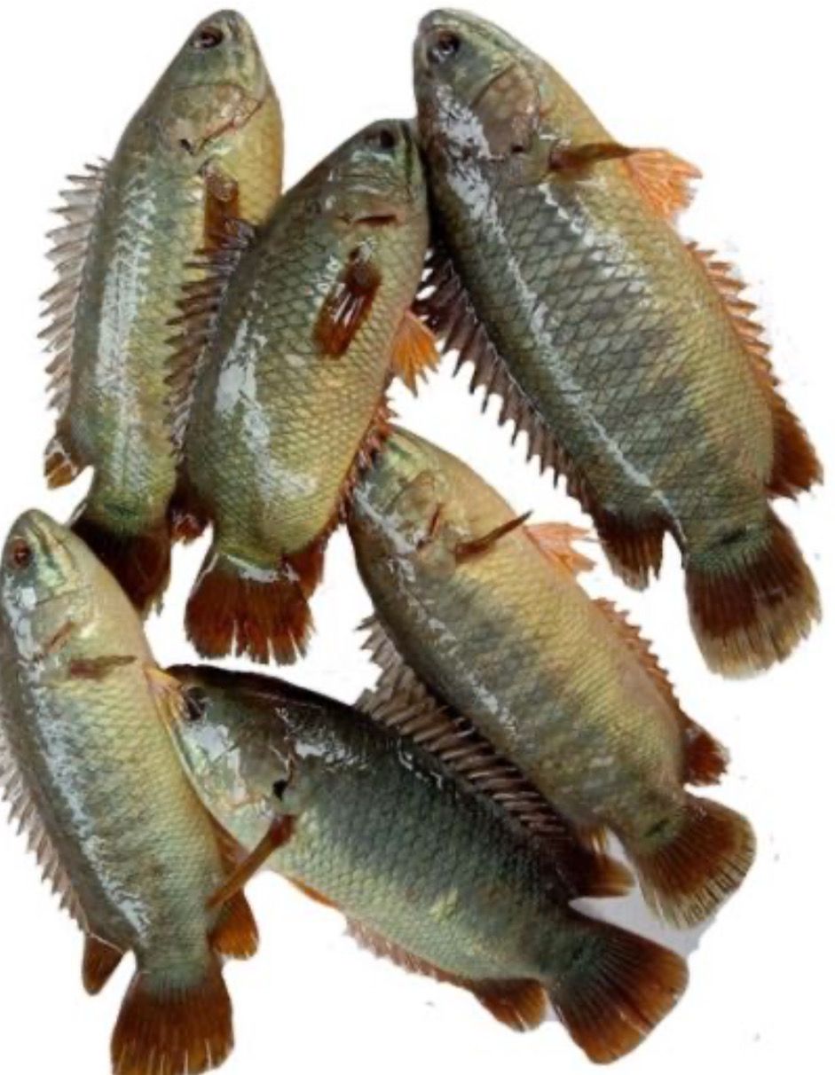 SALE KOI CLEAN LARGE 1 KG