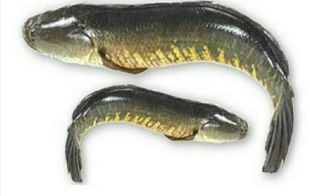 SHOUL STEAK FISH 500G