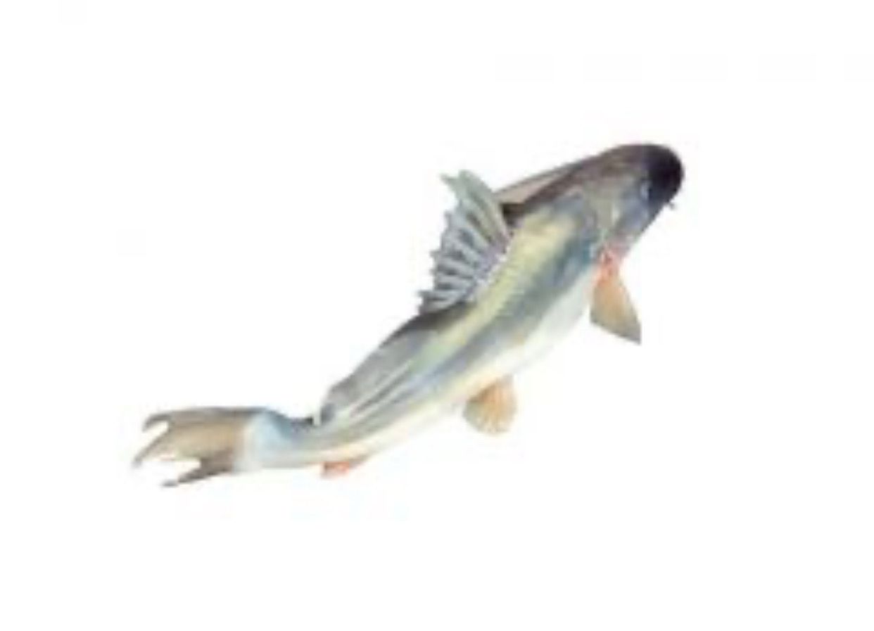 SALE - BABY AYER 500G