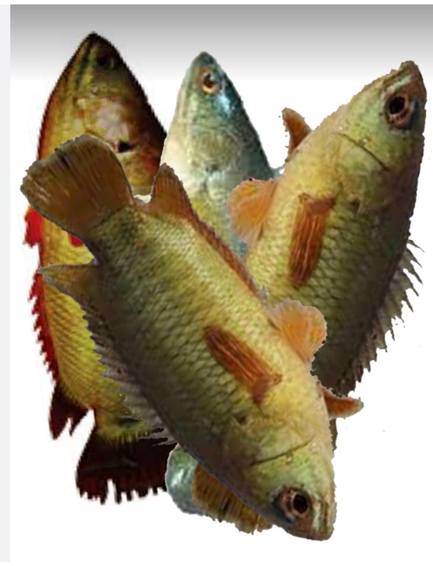 SALE - KOI (CLIMBING PERCH) CLEAN LARGE 1 KG