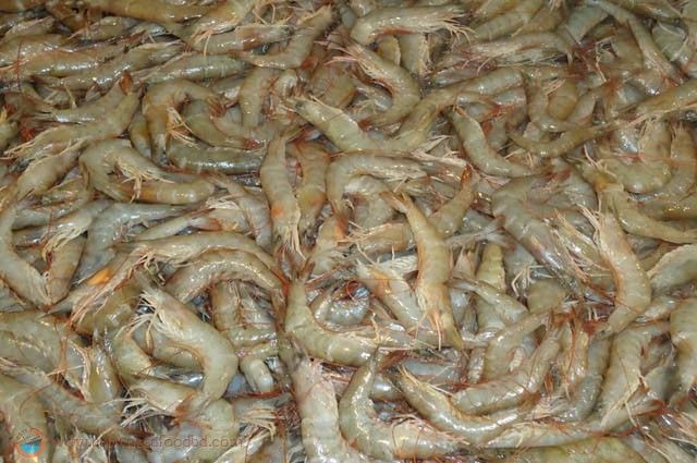 SALE - HARINA HEAD & SHELL ON PRAWN 100/200 - 250g SALE - HARINA HEAD & SHELL ON PRAWN 100/200 - 250g