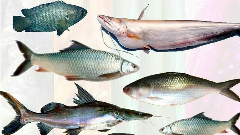 FISH