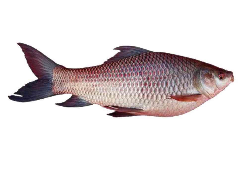 SALE - WHOLE KATOL 4 KG UP - PRICE PR. KG