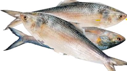 SALE - WHOLE HILSHA 3 PCS (600-800G)- 2 KG PACK