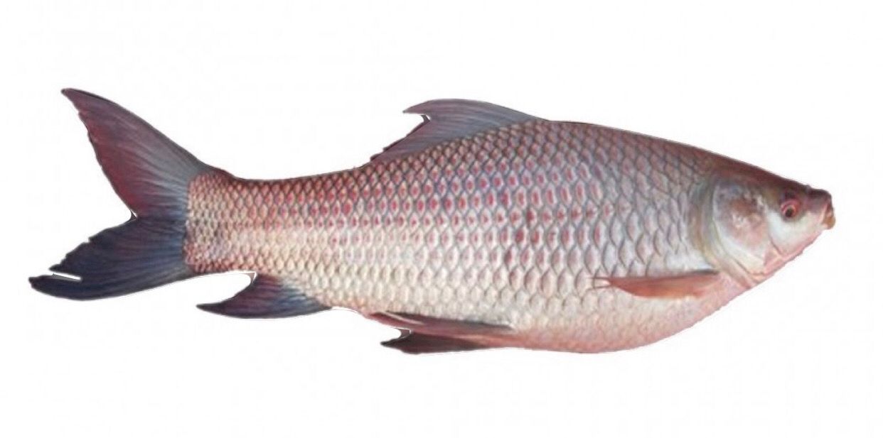 SALE - WHOLE ROHU CLEANED ( 3 KG UP) PR.KG.