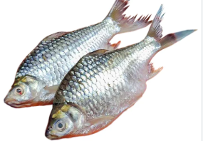 WHOLE SHORPUTI 1 KG UP - PR. KG