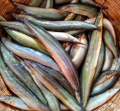 STAR BAIM / PATTABAIM 500 G