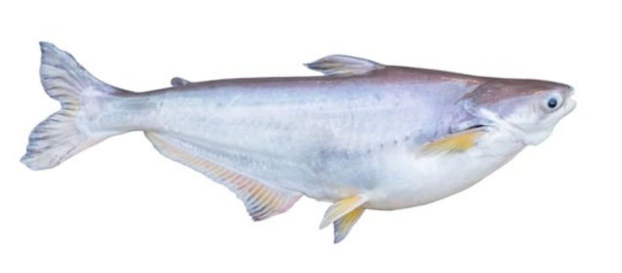 WHOLE PANGASIUS 2 KG UP - PR KG
