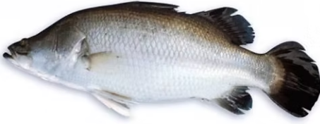 WHOLE KORAL/VETKI (ASIAN SEABASS) 1,8 KG UP - PRICE PR KG WHOLE KORAL/VETKI (ASIAN SEABASS) 1,8 KG UP - PRICE PR KG