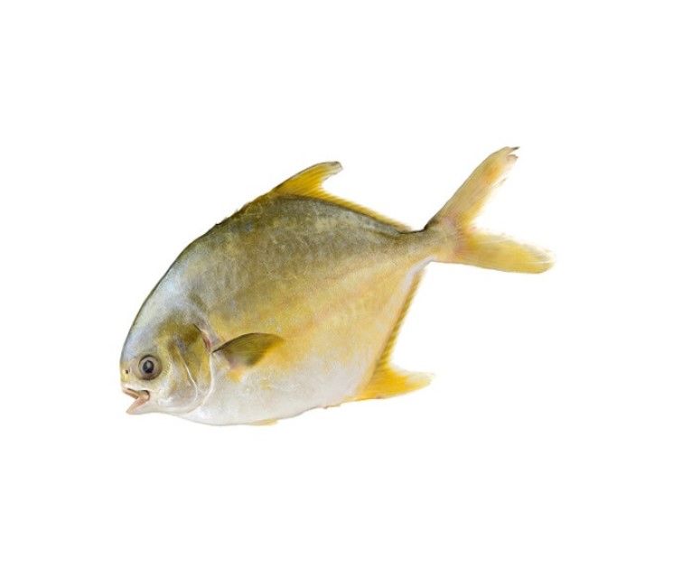 SALE - GOLDEN POMFRET 500-600G - PRICE PR.KG.