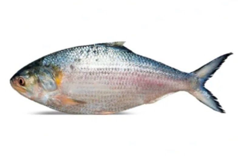 SALE- WHOLE CHANDPURI HILSA / ILISH 1250-1500g - PER KG