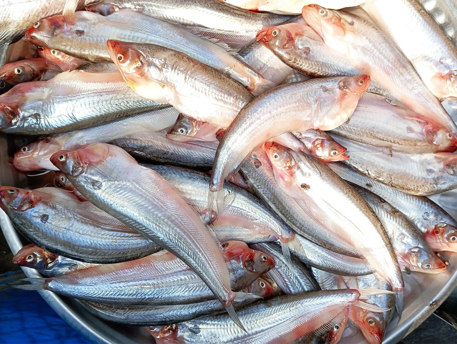WHOLE PABDA 500G