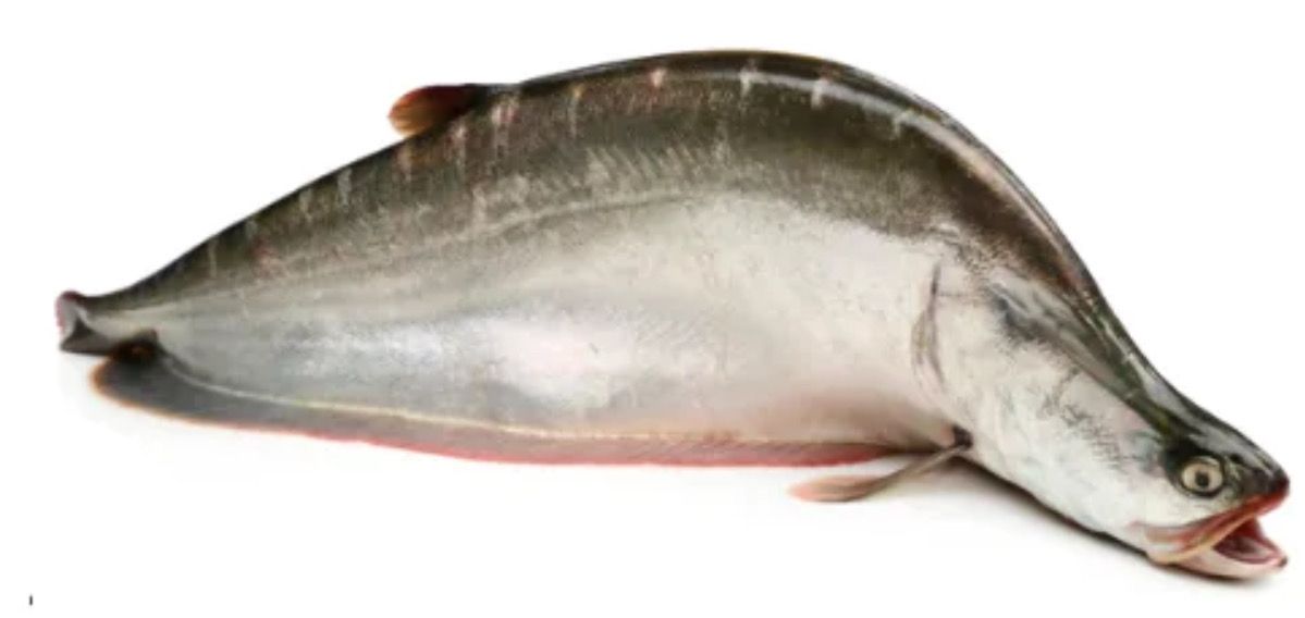 SALE - WHOLE CHTOL FISH 2 KG UP