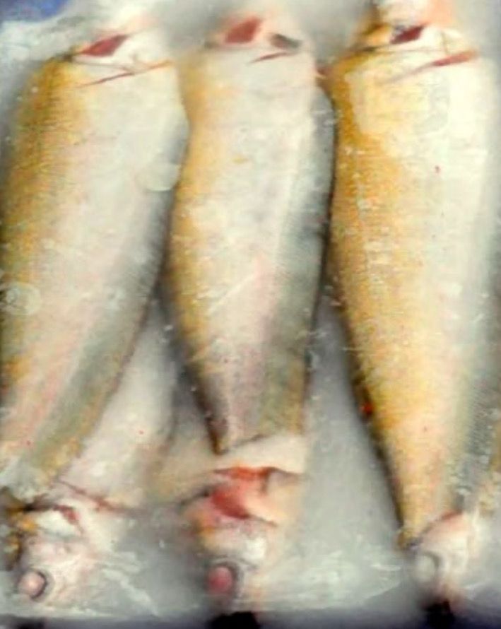 BD FOLY CLEAN FISH 500G