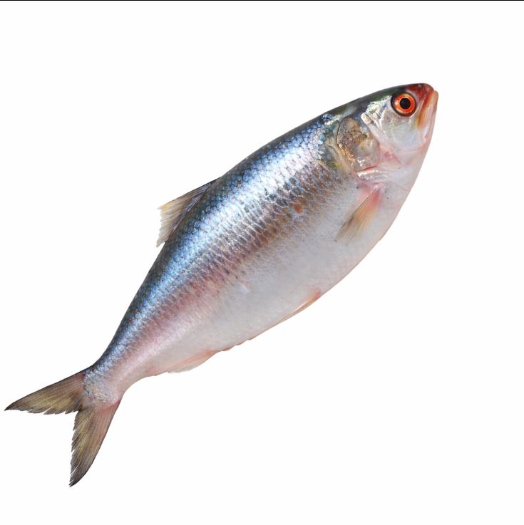 Hilsa/ Ilish 1000-1200G - PR KG