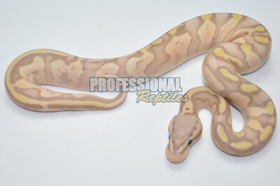 Pastel banana het pied