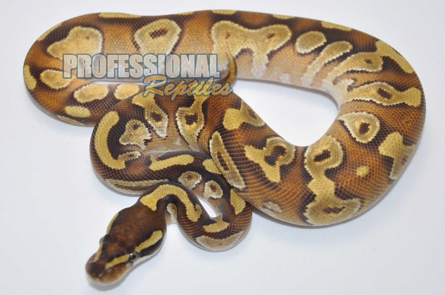 Enchi mojave