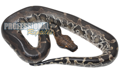 Sumatran Short tail Python