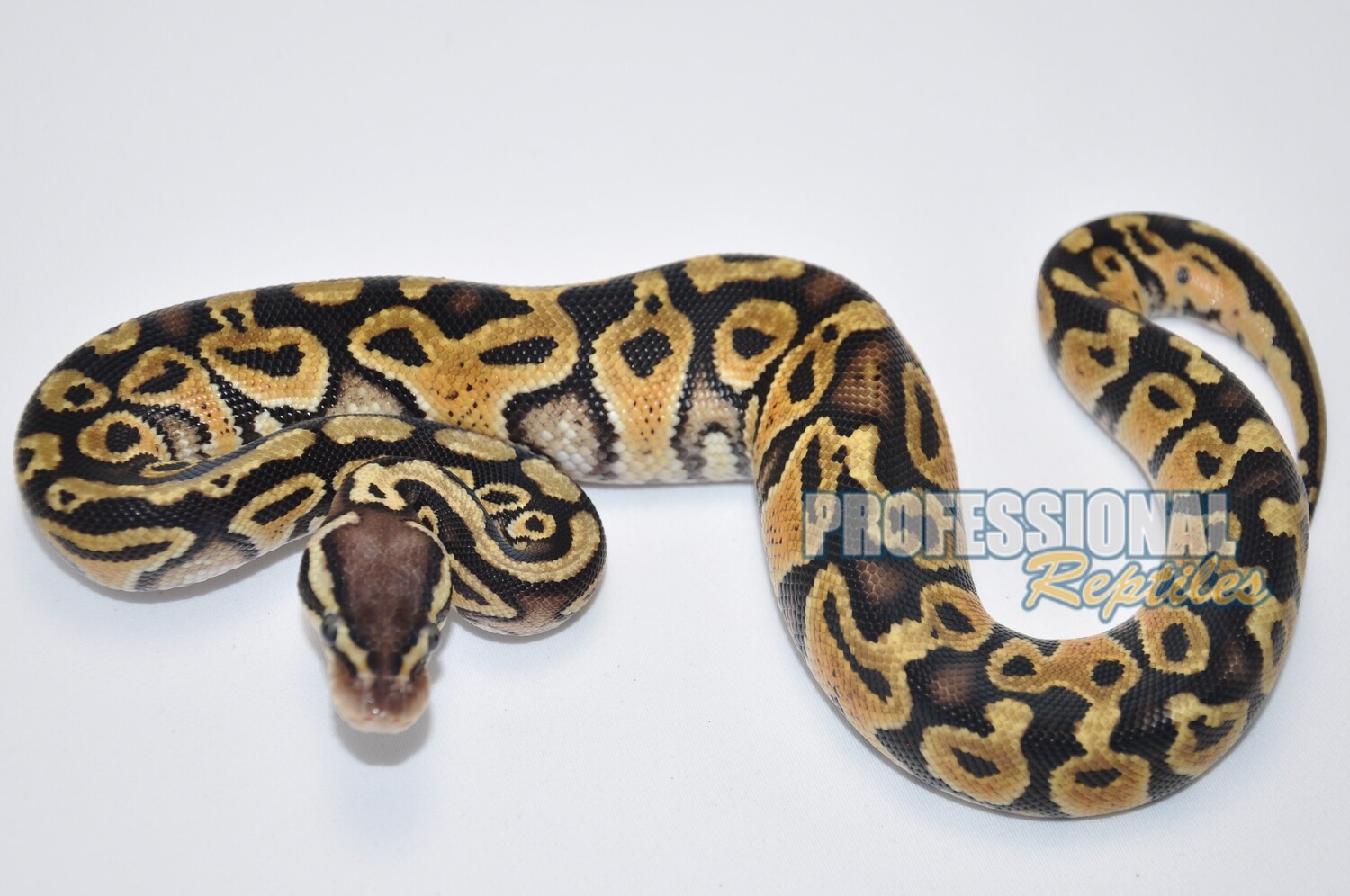 Pastel double het hypo clown