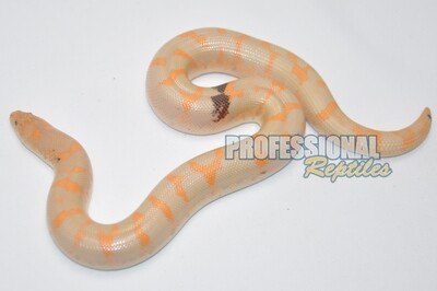 Paradox albino