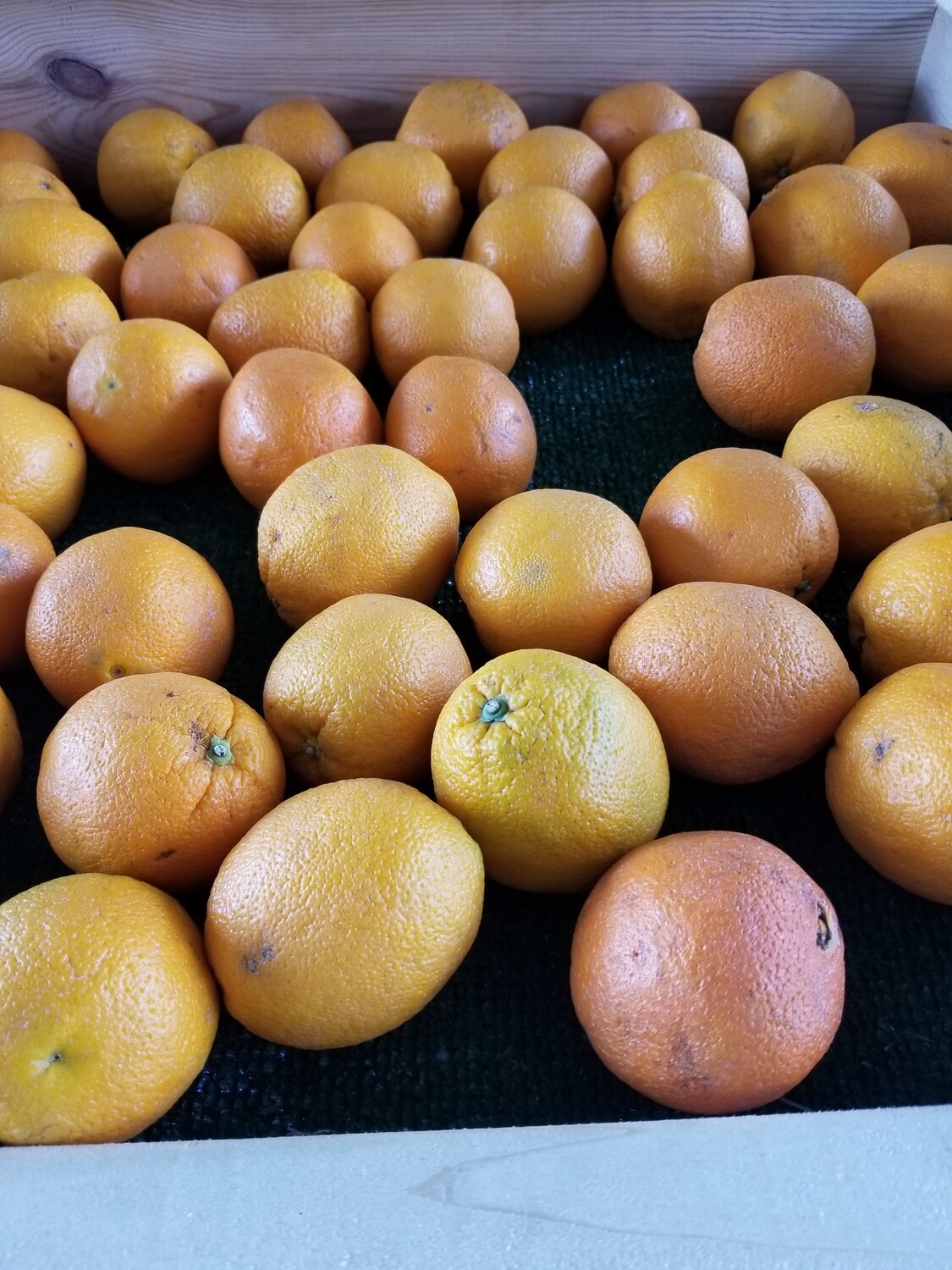 Oranges Naval (3 for $1)