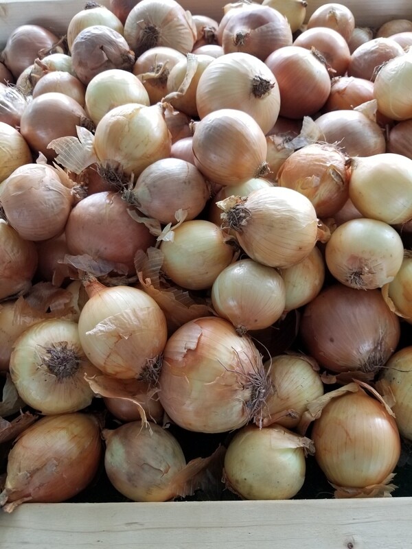 Onions Yellow (organic) (2 for $1)