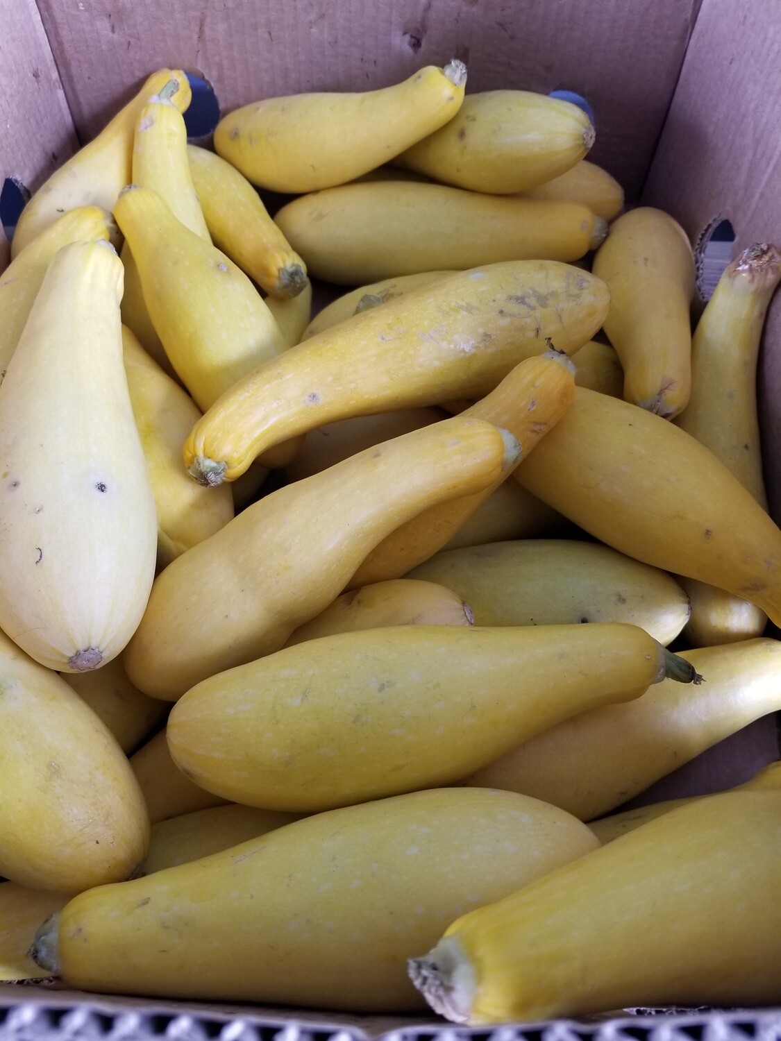 Squash Yellow (2 for $1)