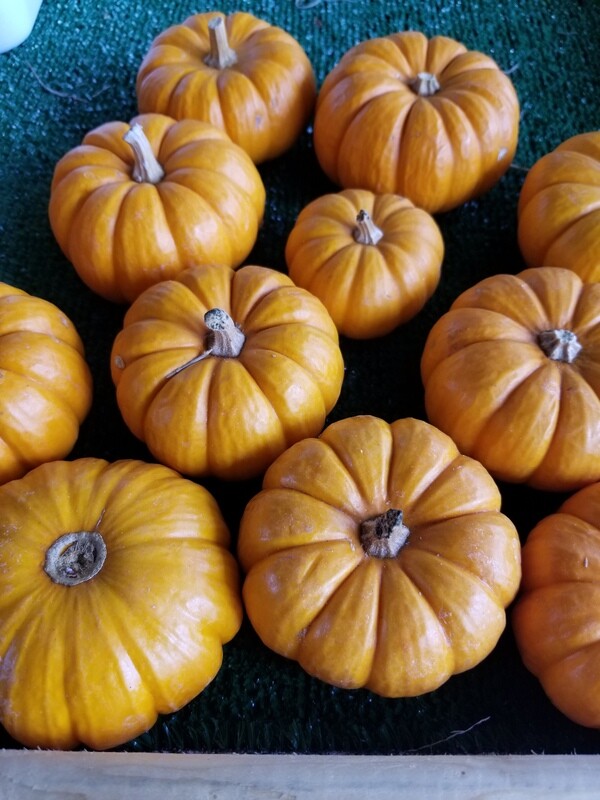 Pumpkins (small)