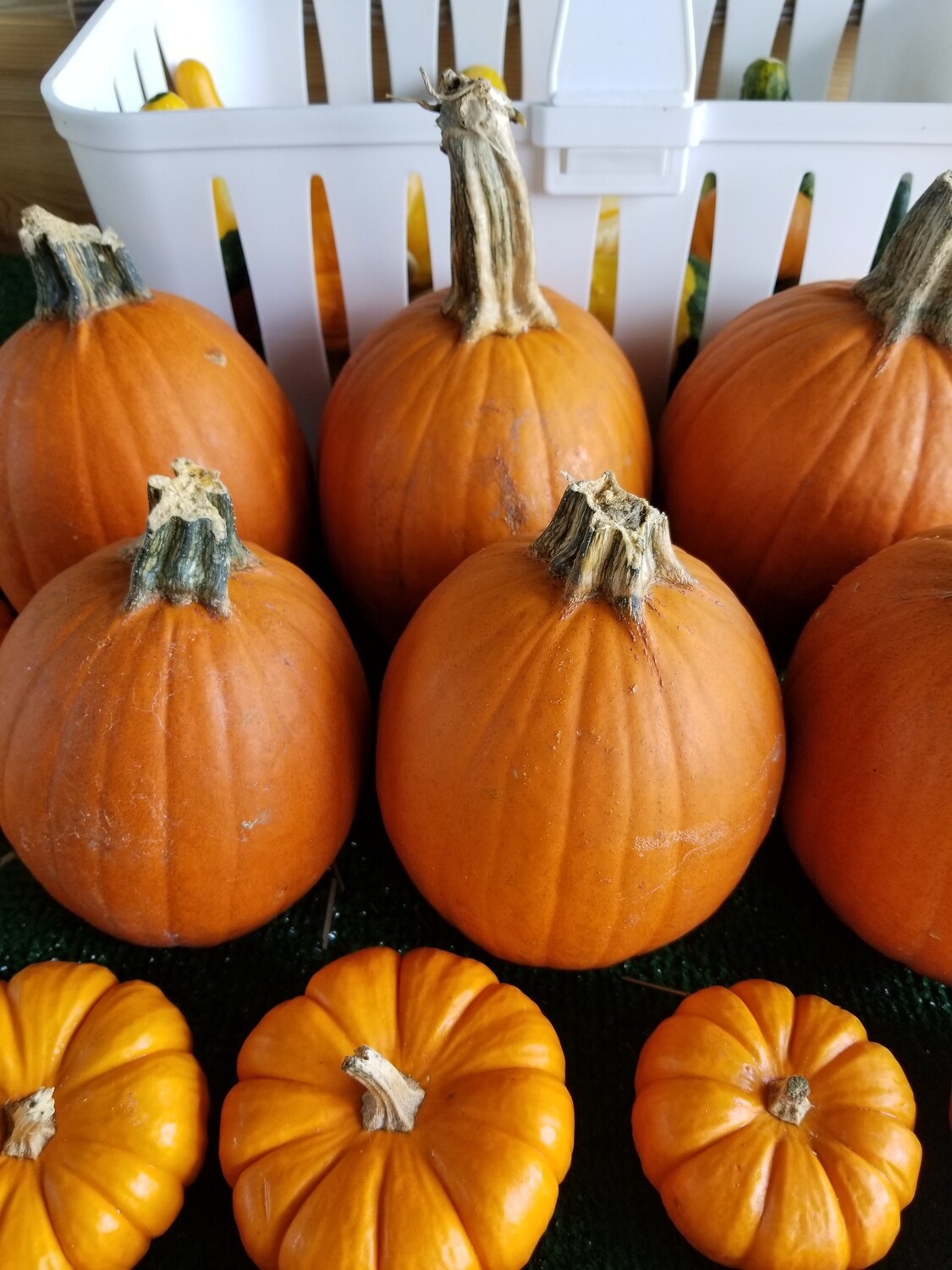 Pumpkins (medium)