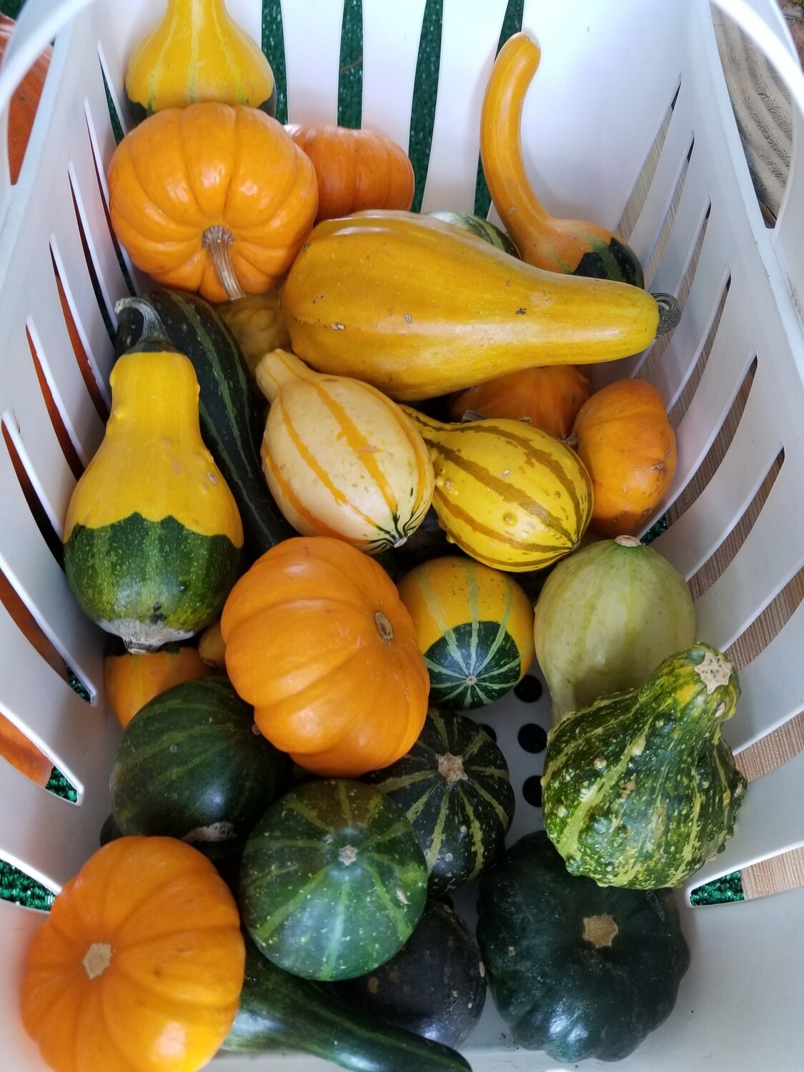 Gourds (variety, small)