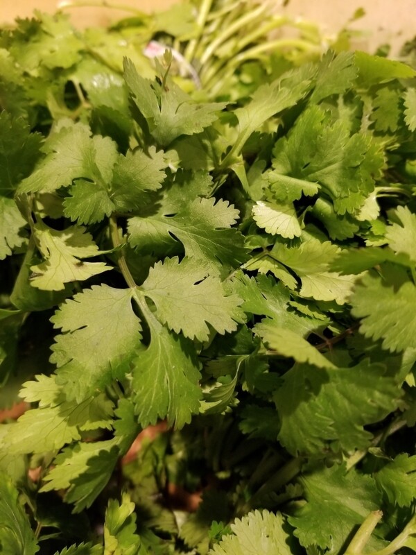 Cilantro bunches