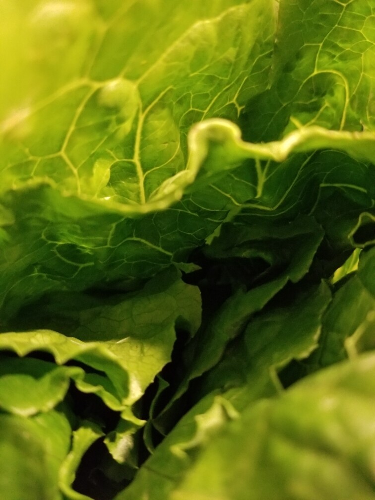 Romaine