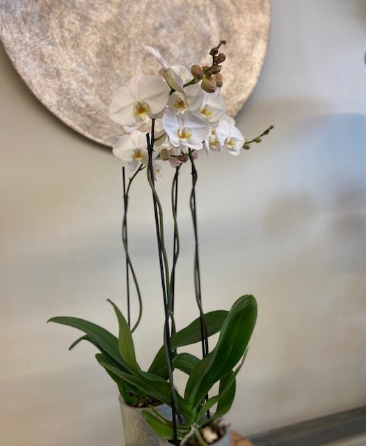 Grootbloemige Phalaenopsis in pot Grootbloemige Phalaenopsis in pot