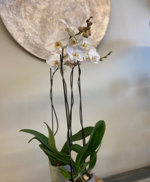 Grootbloemige Phalaenopsis in pot