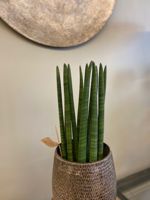 Sanseveria in pot Sanseveria in pot