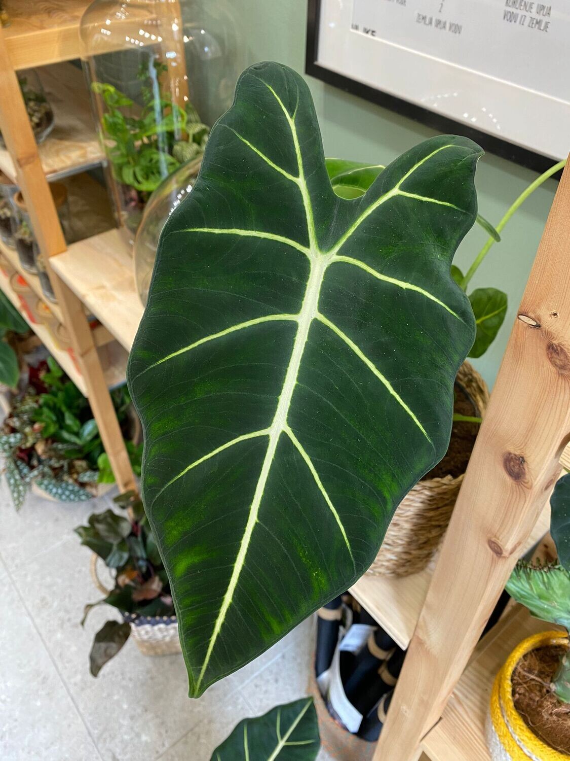 Alocasia Frydek