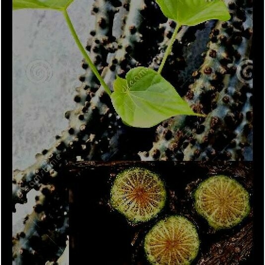 Tinospora Cardifolia (Fresh Stems) 1 KG /FREE PRIORITY SHIPMENT/INDIA POST
