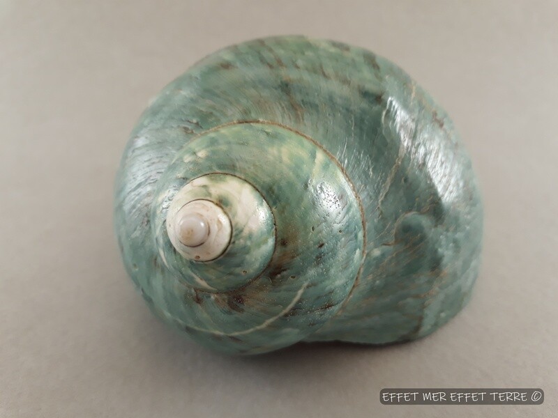 Boucles d'oreille  Tuléar et Burgo rondes