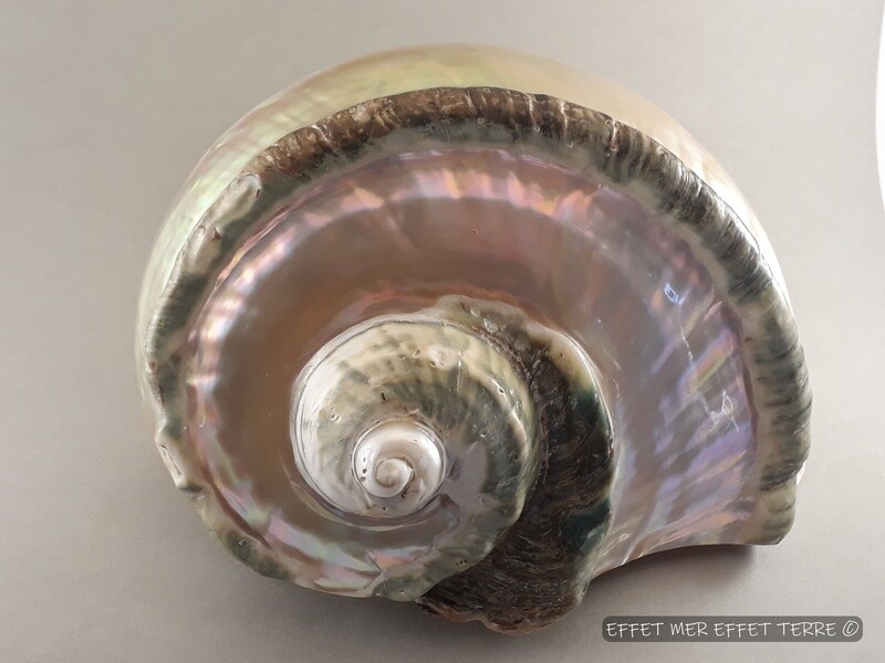 Boucle d'oreille chainette forçat feuille érable