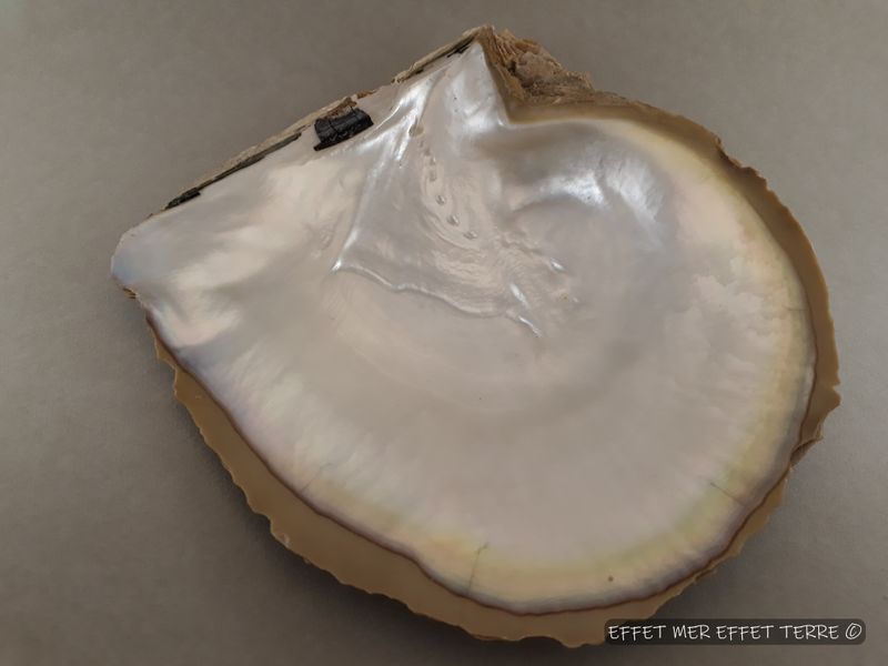 Boucle d'oreille évidées nacre blanche