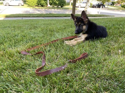 WILD™ Downtown Leather Leash™