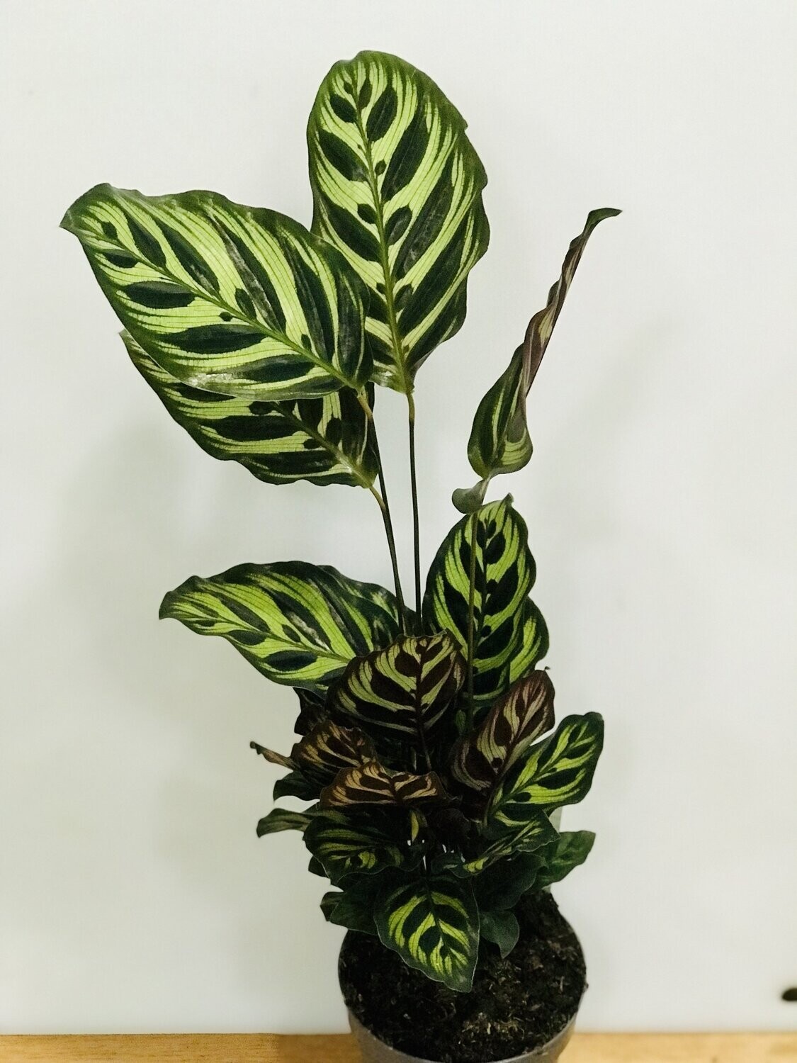 Calathea Makoyana