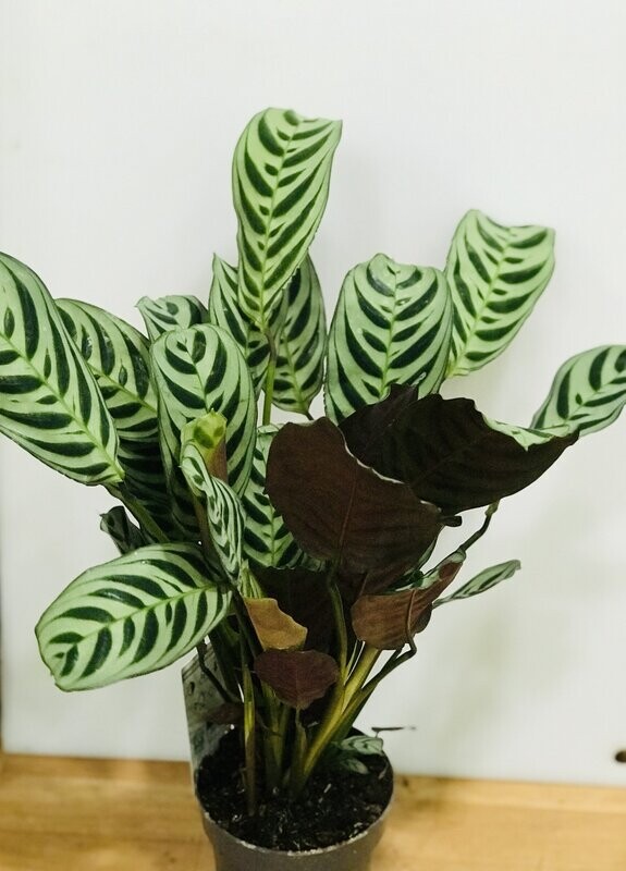 calathea oppenheimiana