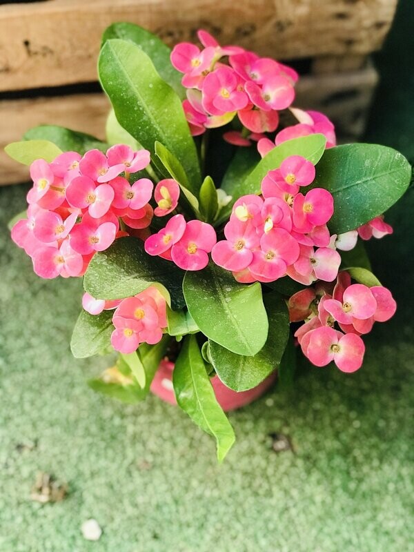 Euphorbia milii ( Rosa)