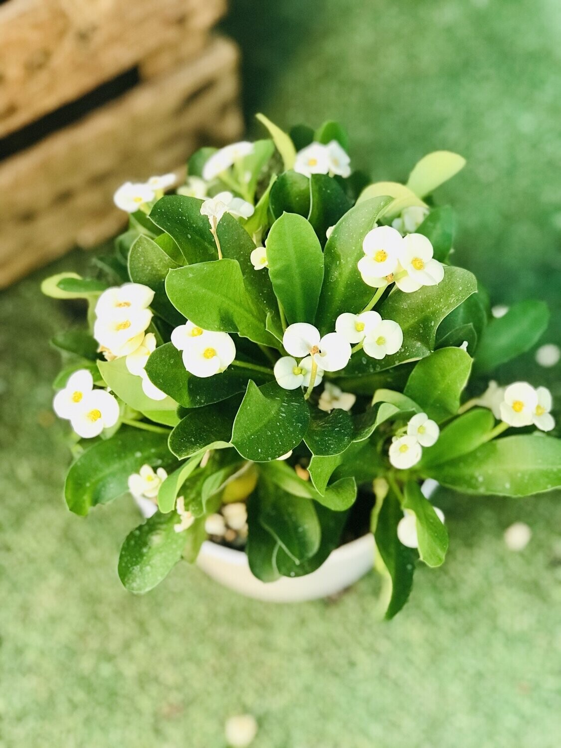 Euphorbia milii (Amarilla)