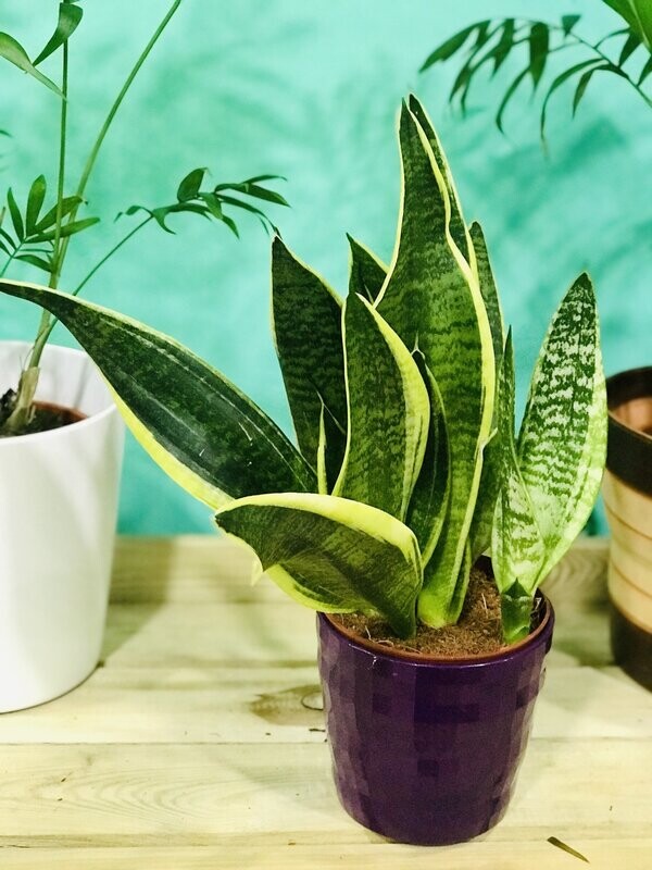 Sanseviera Trifasciata Sanseviera Trifasciata