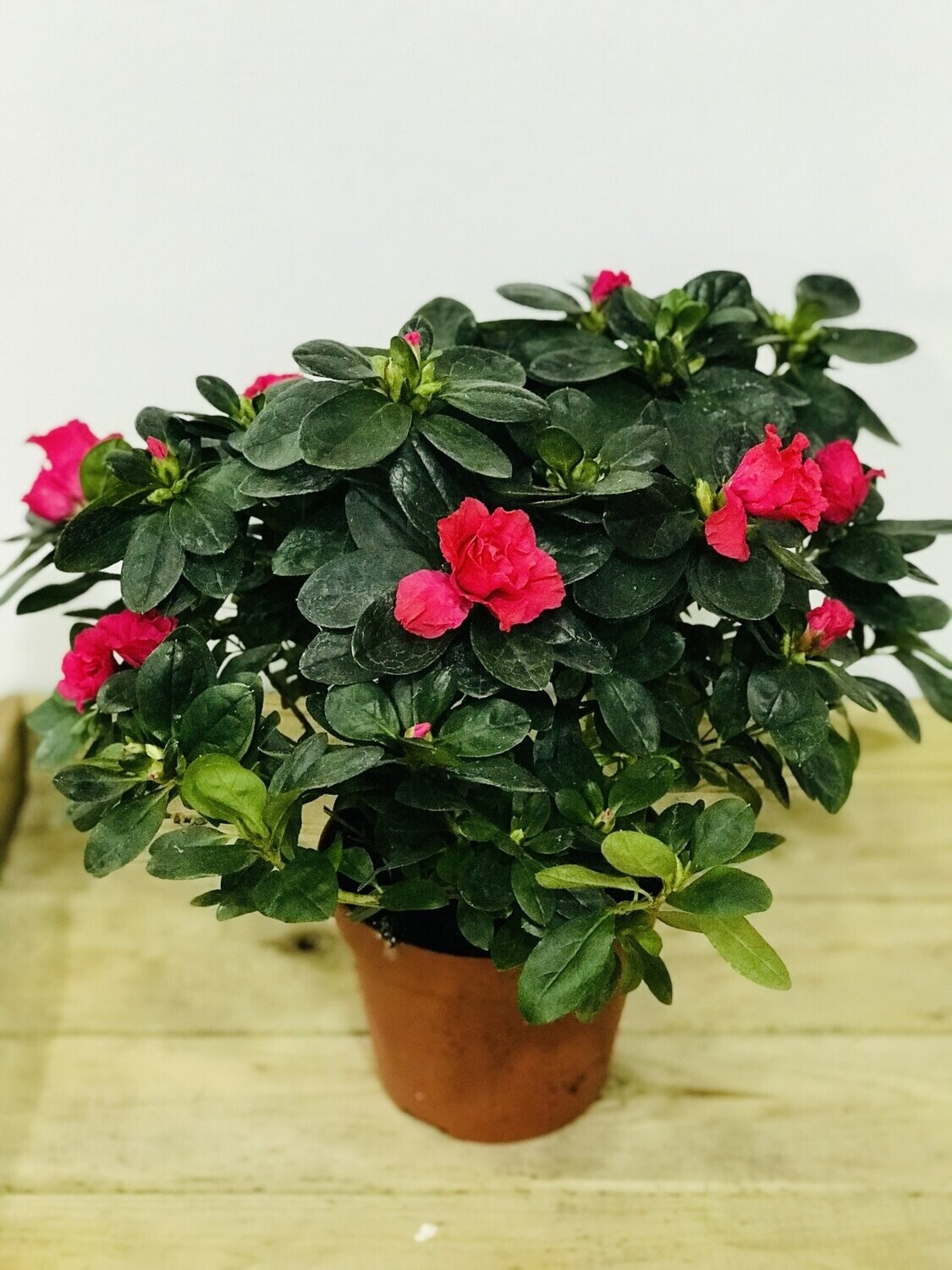 Azalea Nazarena Red Azalea Nazarena Red