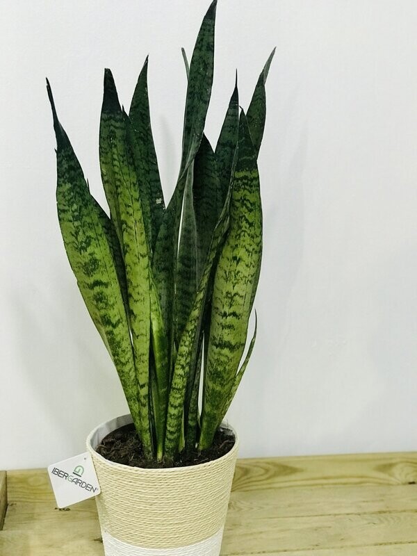 Sanseviera Zeylanica Sanseviera Zeylanica